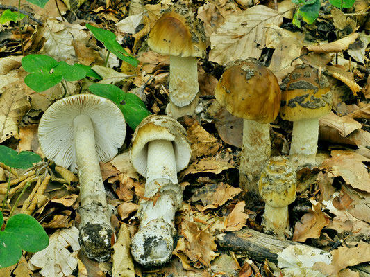 Amanita ceciliae (Berk. & Broome) Bas (COMMESTIBILE) Foto Emilio Pini