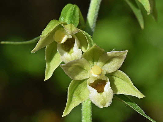 Epipactis muelleri (Regione Lombardia)