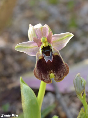 Ophrys holoserica ssp normanii (Regione Sardegna)