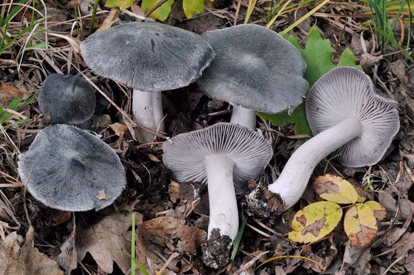 Tricholoma orirubens Quél. 1872 (COMMESTIBILE) Foto Emilio Pini 