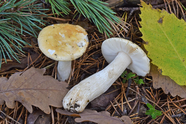 Russula roseipes Secr. ex Bres. 1883 (COMMESTIBILE) Foto Emilio Pini 