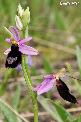 Ophrys benacensis