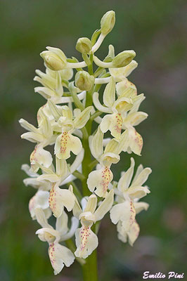 Orchis provincialis (Regione Lombardia)