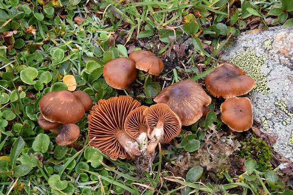 Cortinarius hinnuleus var favreanus Bon (NON COMMESTIBILE) Foto Emilio Pini 