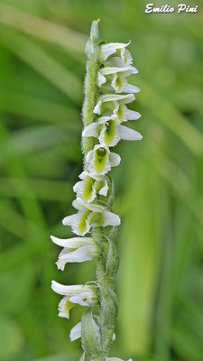 Spirantes spiralis