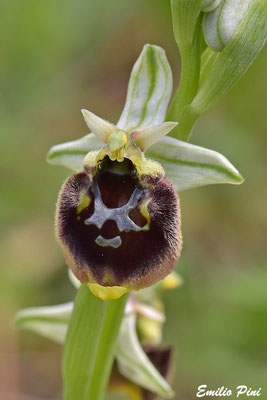 Ophrys morisi x Ophrys chestermanii