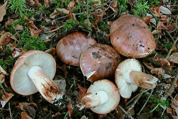 Tricholoma fracticum (Britzelm.) Kreisel (NON COMMESTIBILE) Foto Emilio Pini