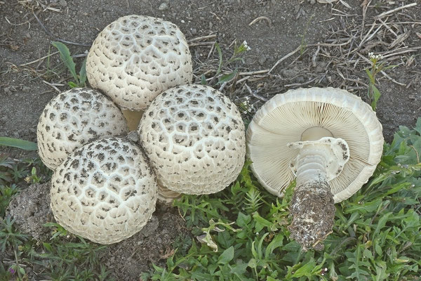 Amanita vittadinii (Moretti) Vittadini (COMMESTIBILE)  Foto Emilio Pini