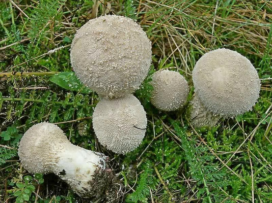 Lycoperdon lividum Pers. (NON COMMESTIBILE) Foto Emilio Pini