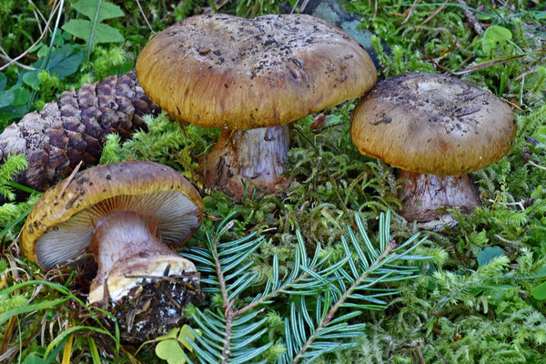 Cortinarius pseudoglaucopus (Jul. Schäff. ex M.M. Moser) Quadr. 1985 (NON COMMESTIBILE) Foto Emilio Pini