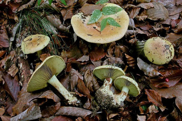 Cortinarius xanthophyllus (Cooke) Rob. Henry (NON COMMESTIBILE) Foto Emilio Pini