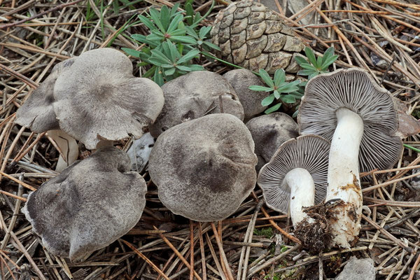 Tricholoma triste (Scop.) Quél. 1872 (COMMESTIBILE) Foto Emilio Pini 