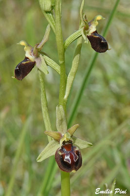 Ophrys garganica x Ophrys celiensis