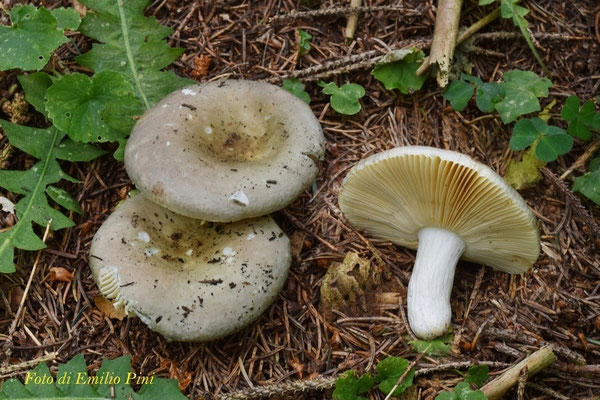 Russula firmula Jul. Schäff. 1940 (NON COMMESTIBILE) Foto Emilio Pini