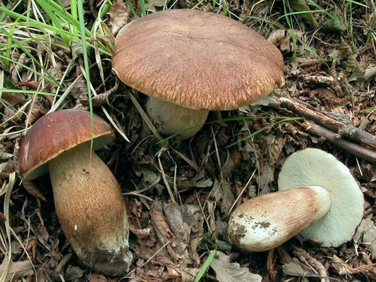 Boletus aestivalis (Paulet) Fries (COMMESTIBILE) Foto Emilio Pini