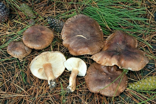 Tricholoma pessundatum (Fr.) Quél. 1872 (NON COMMESTIBILE) foto Emilio pini