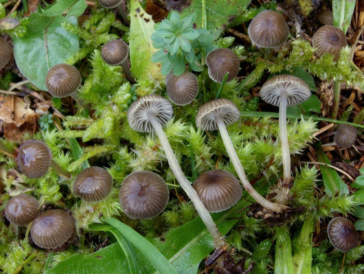 Mycena vulgaris (Pers.) P. Kumm. 1871 (NON COMMESTIBILE) Foto Emilio Pini 