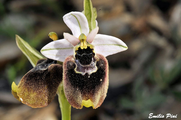 Ophrys normanii