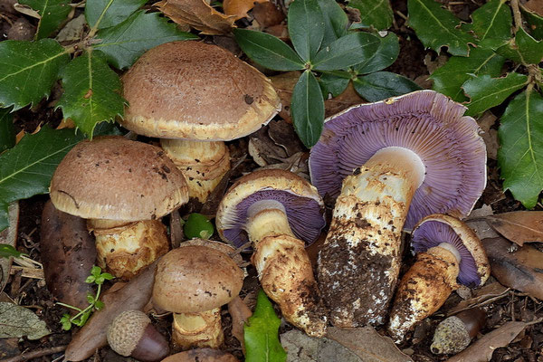 Cortinarius caligatus Malençon (COMMESTIBILE) Foto Emilio Pini