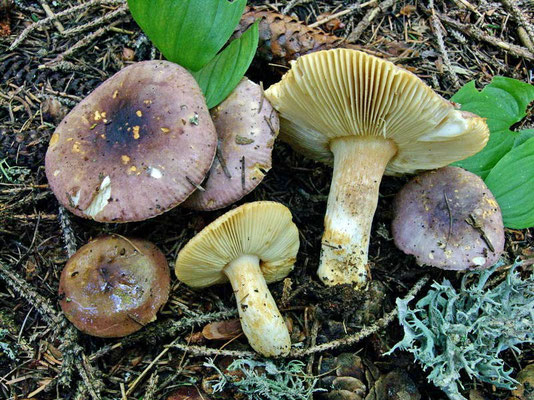 Russula puellaris Fr. 1838 (COMMESTIBILE) foto Emilio Pini