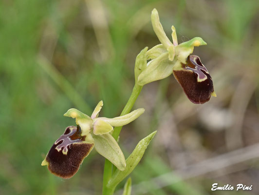 Ophrys molisana