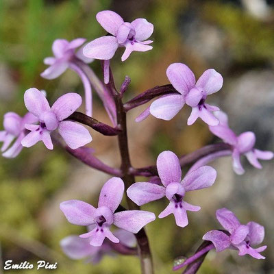 Orchis branciforti (Regione Sardegna)
