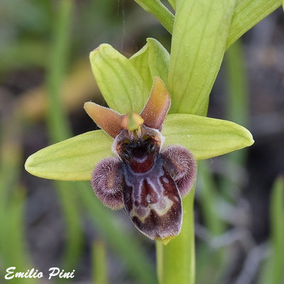 Ophrys bombiliflora x incubacea