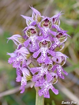 Neotinea lactea (Regione Sardegna)