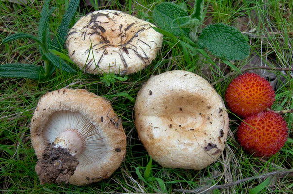 Lactarius tesquorum Malençon (NON COMMESTIBILE) Foto Emilio Pini 
