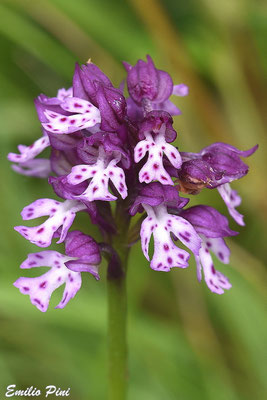 Neotinea tridentata x Neotinea ustulata Regione Piemonte