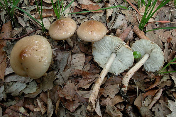 Limacella illinita (Fr.) Maire (NON COMMESTIBILE) Foto Emilio Pini 