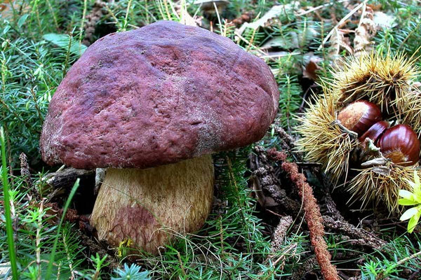 Boletus pinophilus Pilat & Dermek (COMMESTIBILE) Foto Emilio Pini