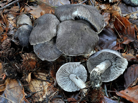 Tricholoma atrosquamosum Sacc. 1887 (COMMESTIBILE) Foto Emilio Pini