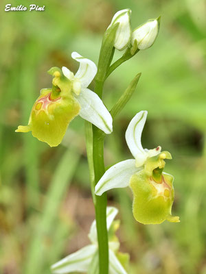 Ophrys gracilis apocromatica