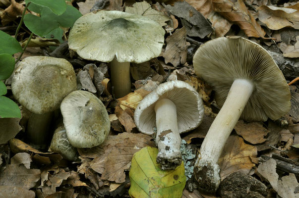 Inocybe corydalina Quél. 1875 (VELENOSO) Foto Emilio Pini 