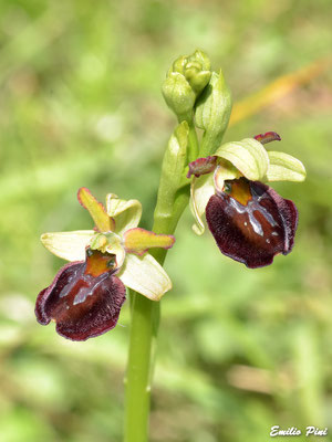 Ophrys passionis subsp. majellensis (Regione Abruzzo)