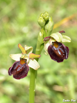 Ophrys majellensis (Regione Abruzzo)
