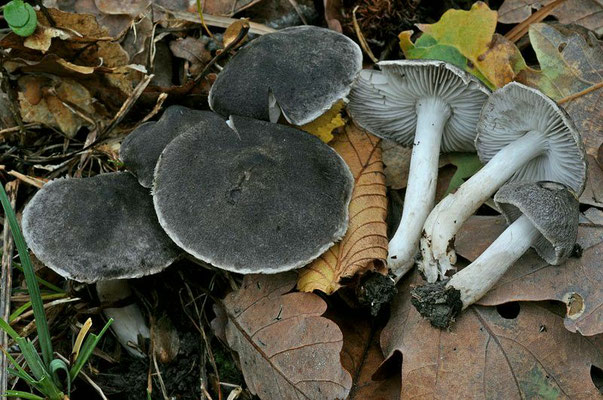 Tricholoma atrosquamosum Sacc. 1887 (COMMESTIBILE) Foto Emilio Pini