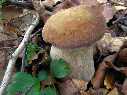 Boletus aestivalis (Paulet) Fries (COMMESTIBILE) Foto Emilio Pini