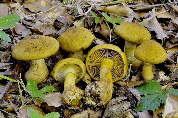 Cortinarius cotoneus Fr. (VELENOSO)  Foto Emilio Pini