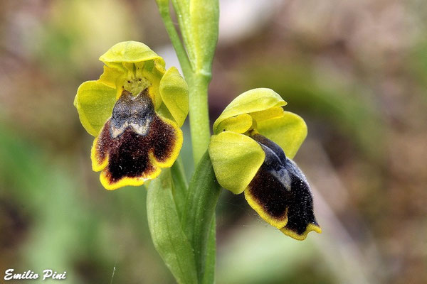Ophrys corsica (Regione Sardegna)