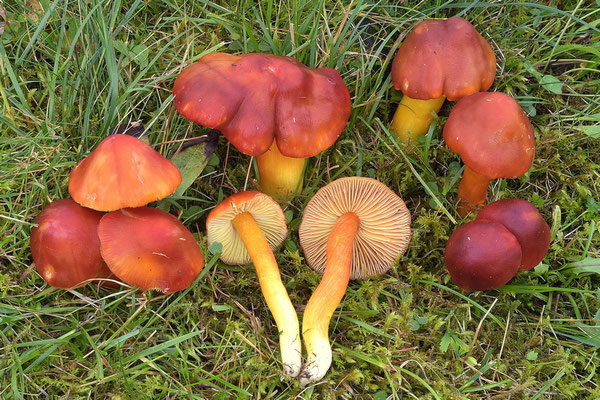 Hygrocybe punicea (Fr.) P. Kumm. (COMMESTIBILE) Foto Emilio Pini 