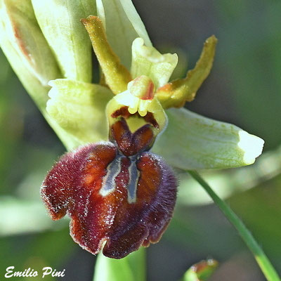 Ophrys sicula x Ophrys garganica