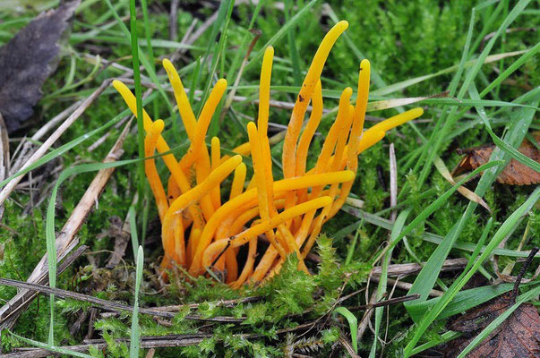 Clavulinopsis fusiformis (Sowerby) Corner  1950 (NON COMMESTIBILE)                         Foto Emilio Pini