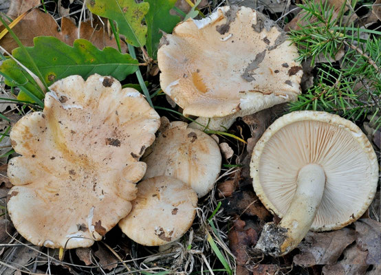 Tricholoma roseoacerbum A. Riva 1984 (COMMESTIBILE) Foto Emilio Pini 