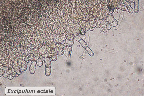 Helvella acetabulum (L.) Quél. (NON COMMESTIBILE)  Foto Emilio Pini 