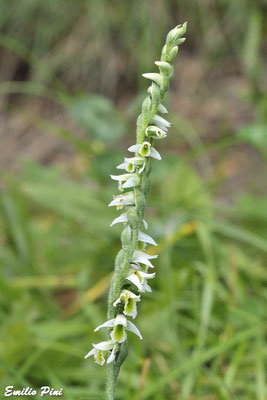 Spirantes spiralis (Regione Lombardia)