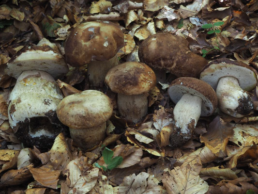 Boletus aestivalis (Paulet) Fries (COMMESTIBILE) Foto Stefano Gatti