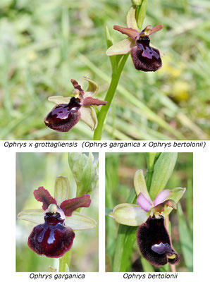 Ophrys bertolonii x Ophrys garganica  Regione Puglia