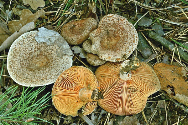 Lactarius quieticolor Romagn. (COMMESTIBILE) Foto Emilio Pini 